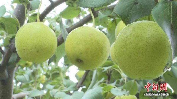 垒富配资 （乡村行·看振兴）山西榆社：梨果拓宽致富路  “甜蜜产业”促振兴
