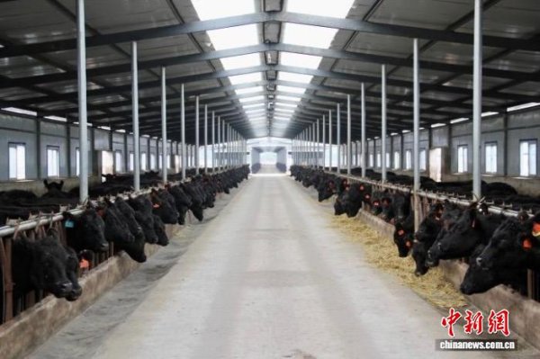 金投策略 全链发力促升级 宁夏泾源肉牛“犇”出富民路